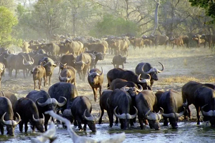 A buffalo herd at the waterhole in the Klaserie at Nzumba Lodge