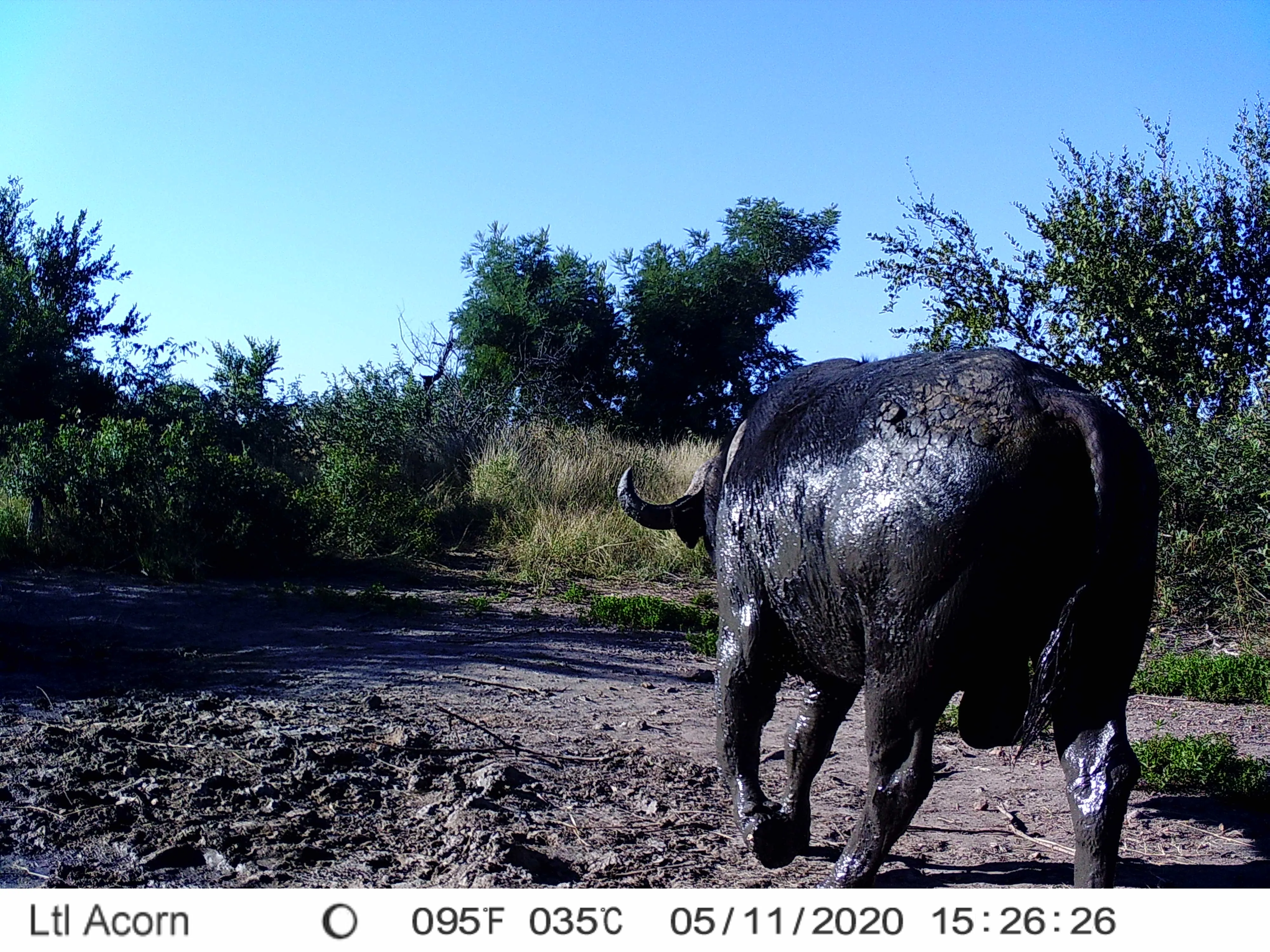 Klaserie Camps Nzumba Kruger Luxury Safari Newsletter Blog