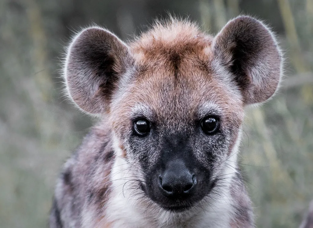 Klaserie Camps Nzumba Kruger Luxury Safari Newsletter Blog