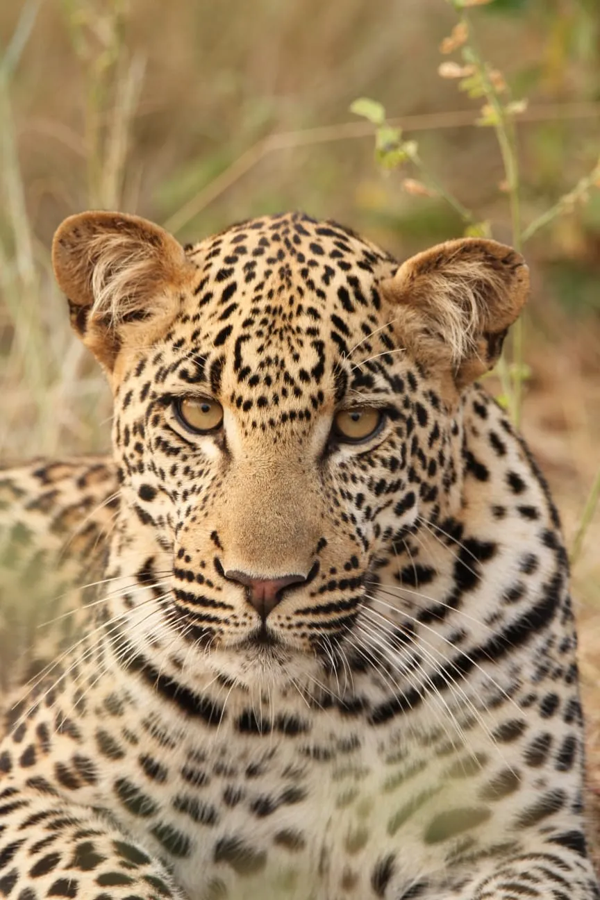 Klaserie Camps Nzumba Kruger Luxury Safari Newsletter Blog