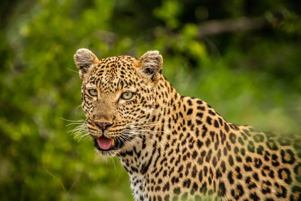 Klaserie Camps Nzumba Kruger Luxury Safari Newsletter Blog