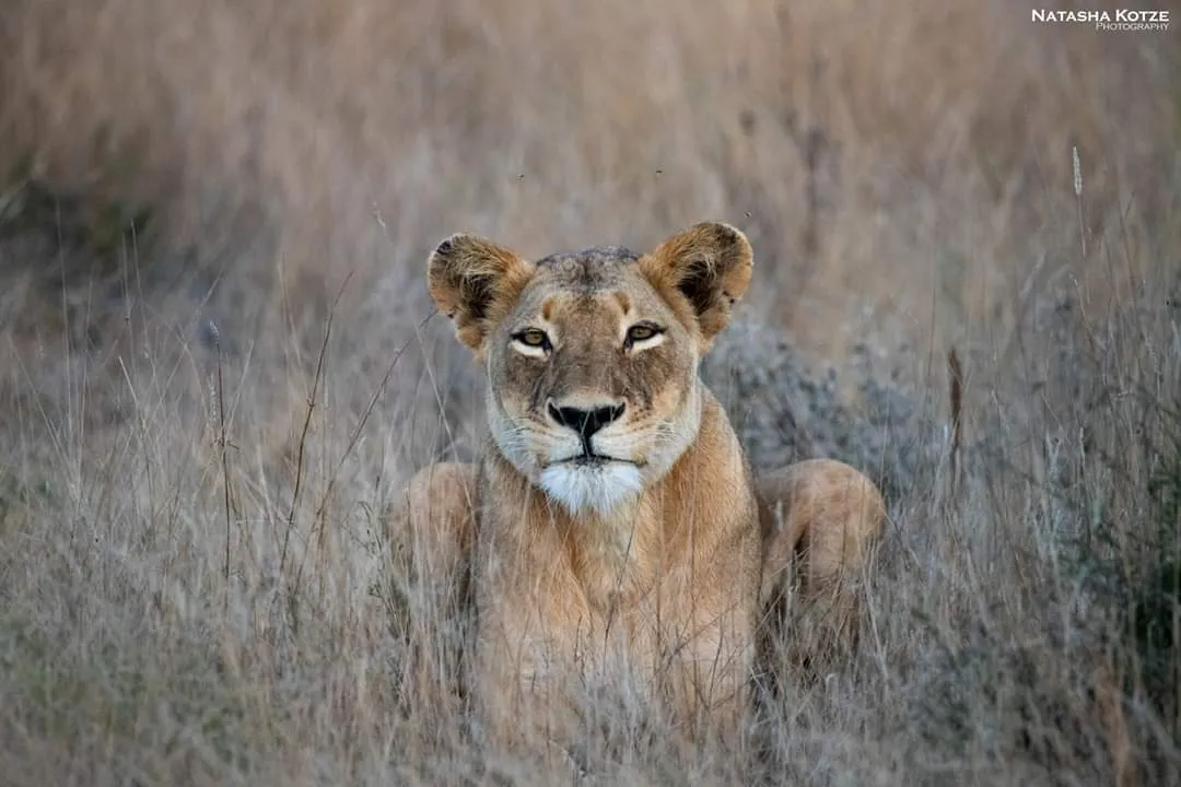 Klaserie Camps Nzumba Kruger Luxury Safari Newsletter Blog