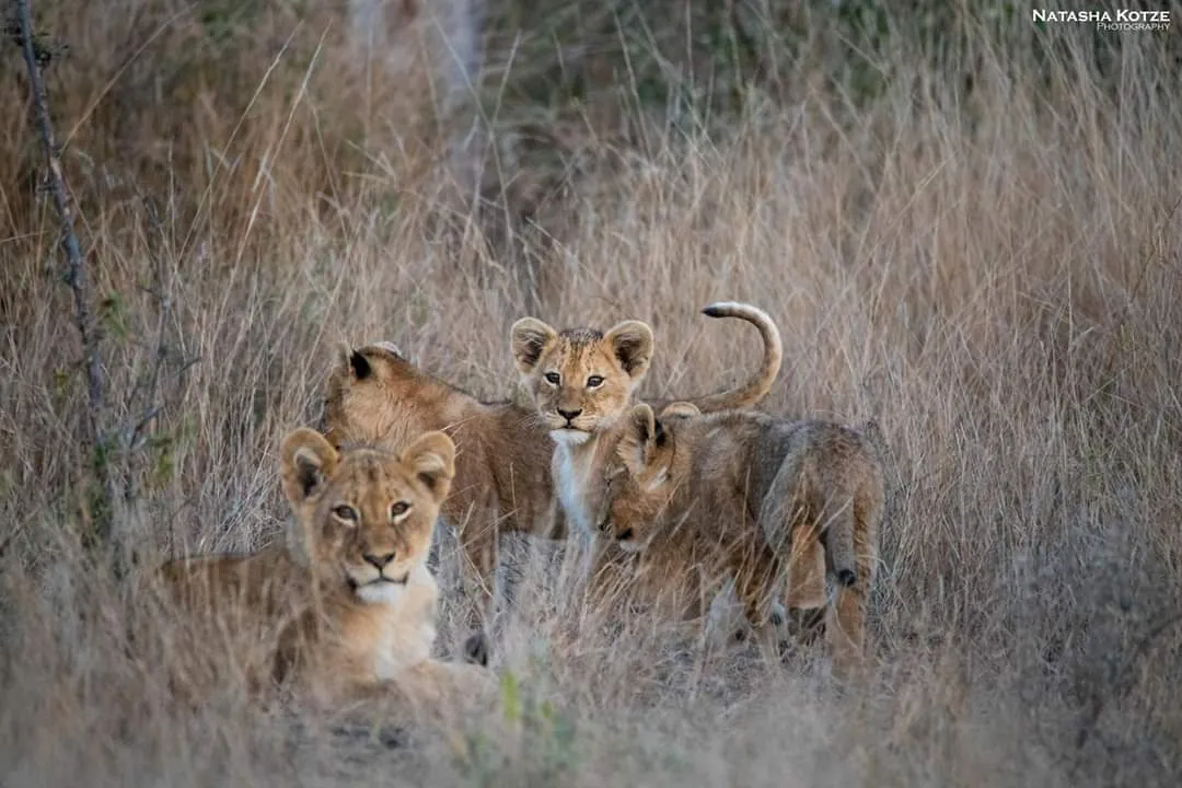 Klaserie Camps Nzumba Kruger Luxury Safari Newsletter Blog