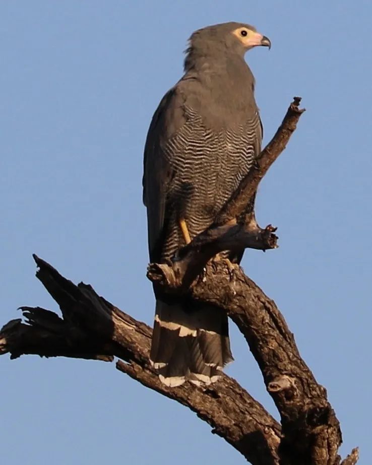 Klaserie Camps Nzumba Kruger Luxury Safari Newsletter Blog