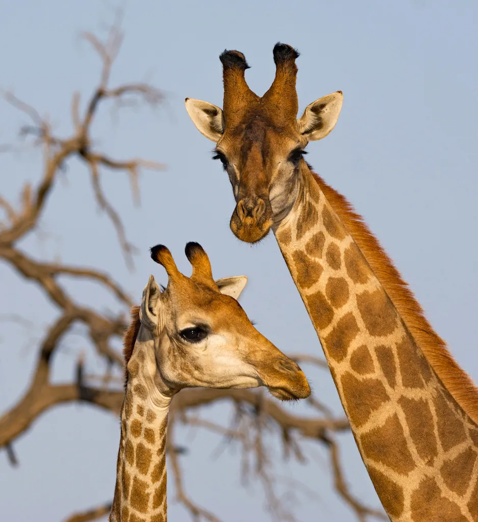 Klaserie Camps Nzumba Kruger Luxury Safari Newsletter Blog