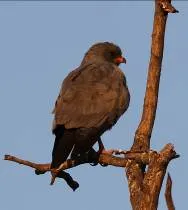 Klaserie Camps Nzumba Kruger Luxury Safari Newsletter Blog