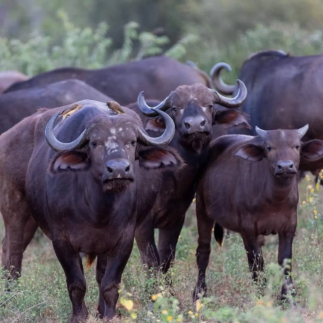Klaserie Camps Nzumba Kruger Luxury Safari Newsletter Blog