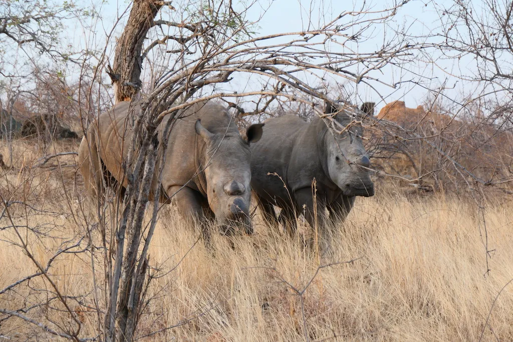Klaserie Camps Nzumba Kruger Luxury Safari Newsletter Blog