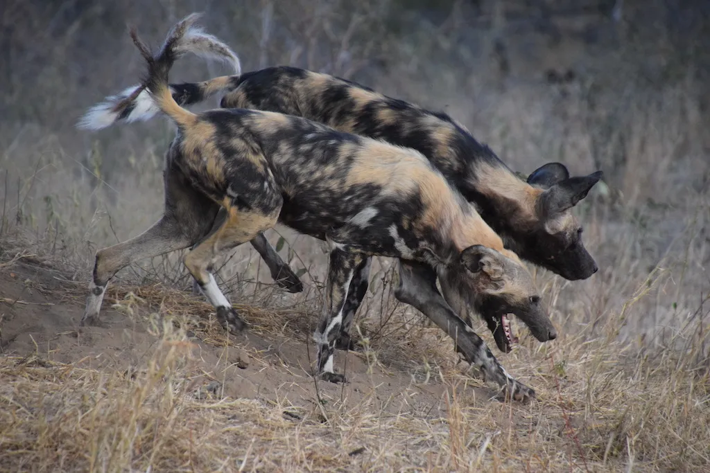 Klaserie Camps Nzumba Kruger Luxury Safari Newsletter Blog