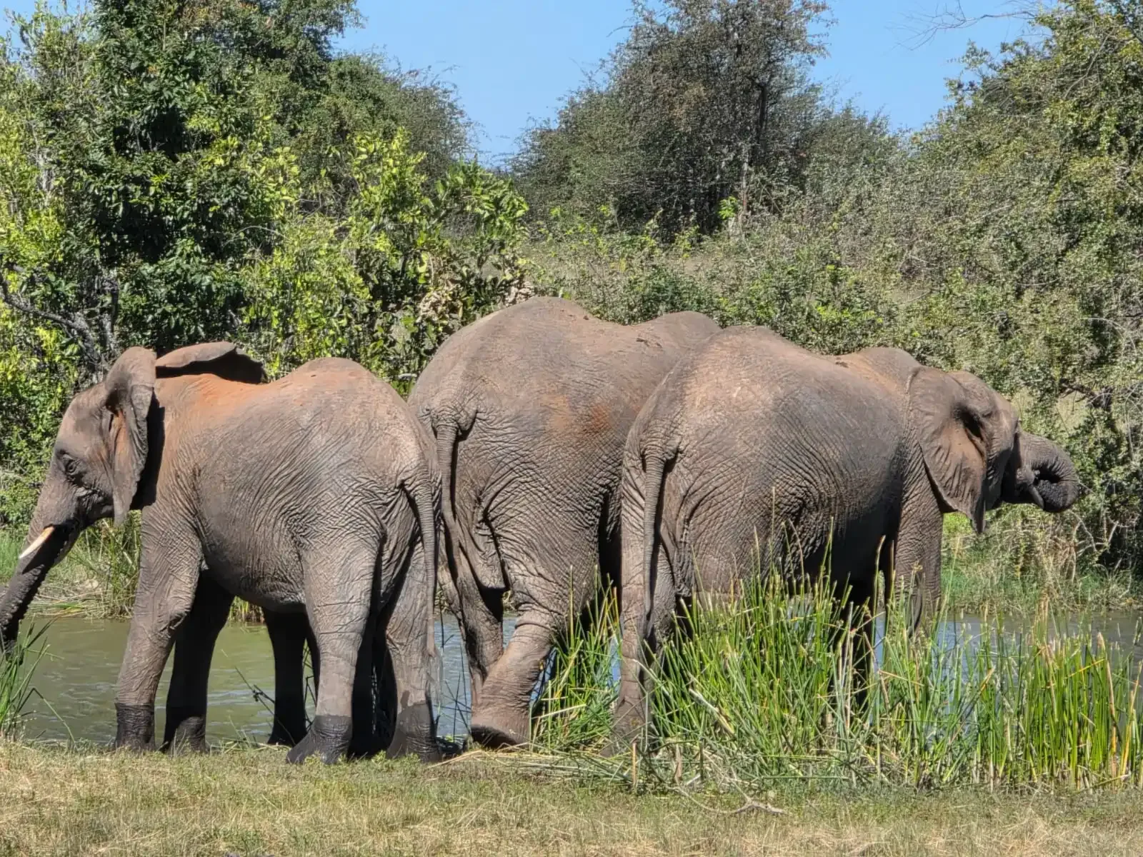An elephant herd at the waterhole at Nzumba Lodge in the Klaserie