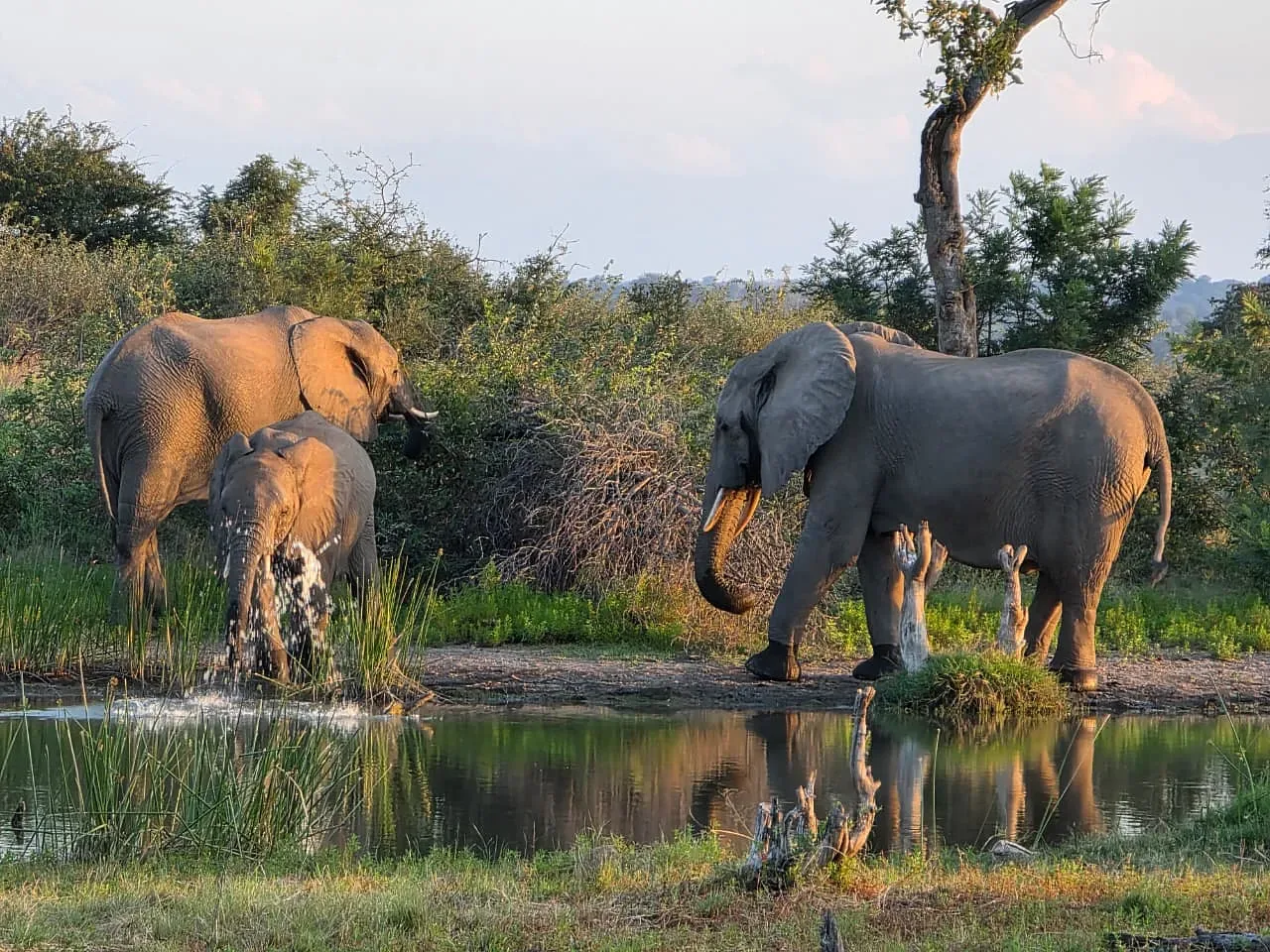 Elephants reflected on the still surface of the waterhole at Nzumba Lodge