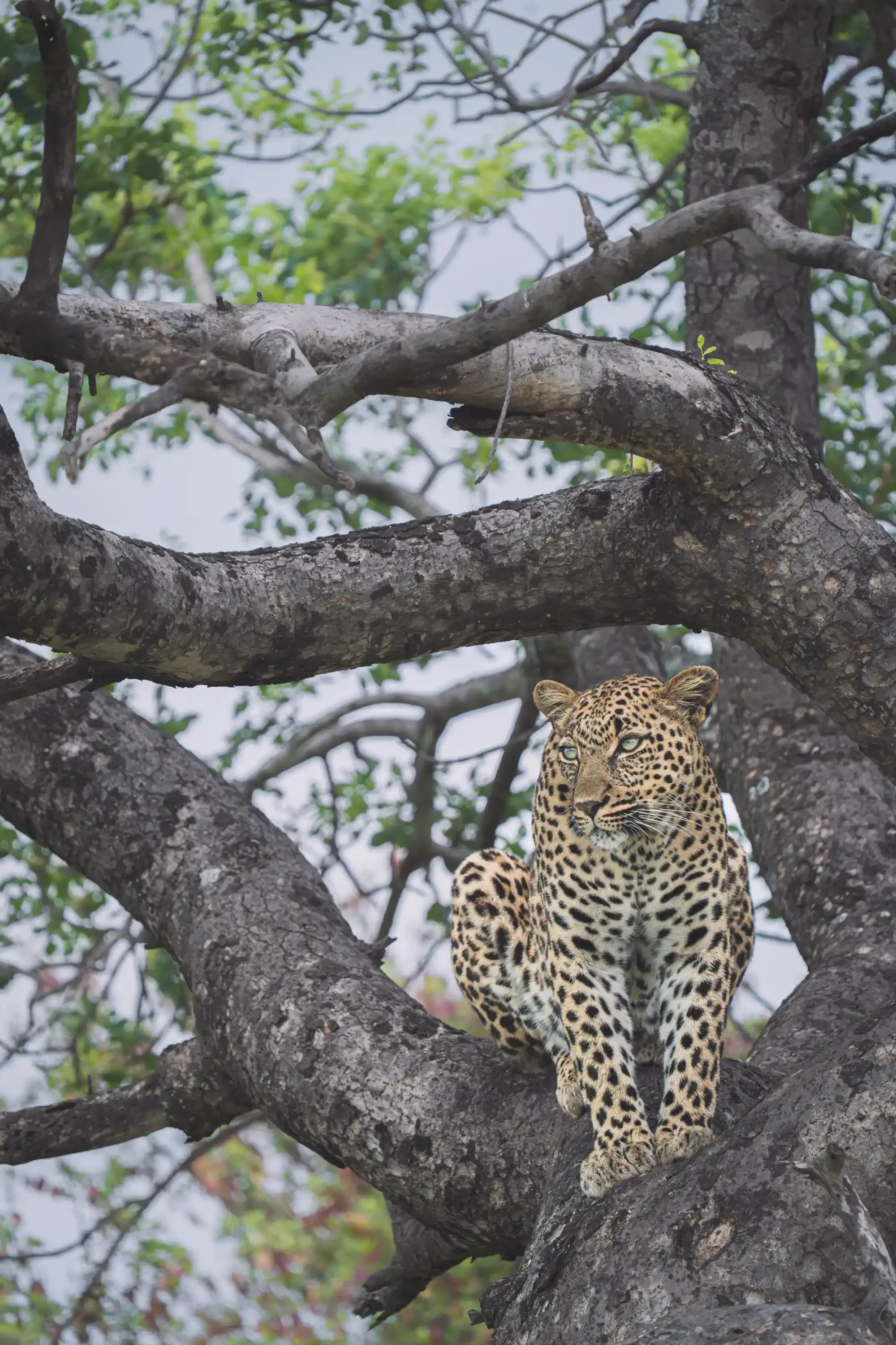 A leopard up in a marula tree in the Klaserie bushveld at Nzumba Lodge