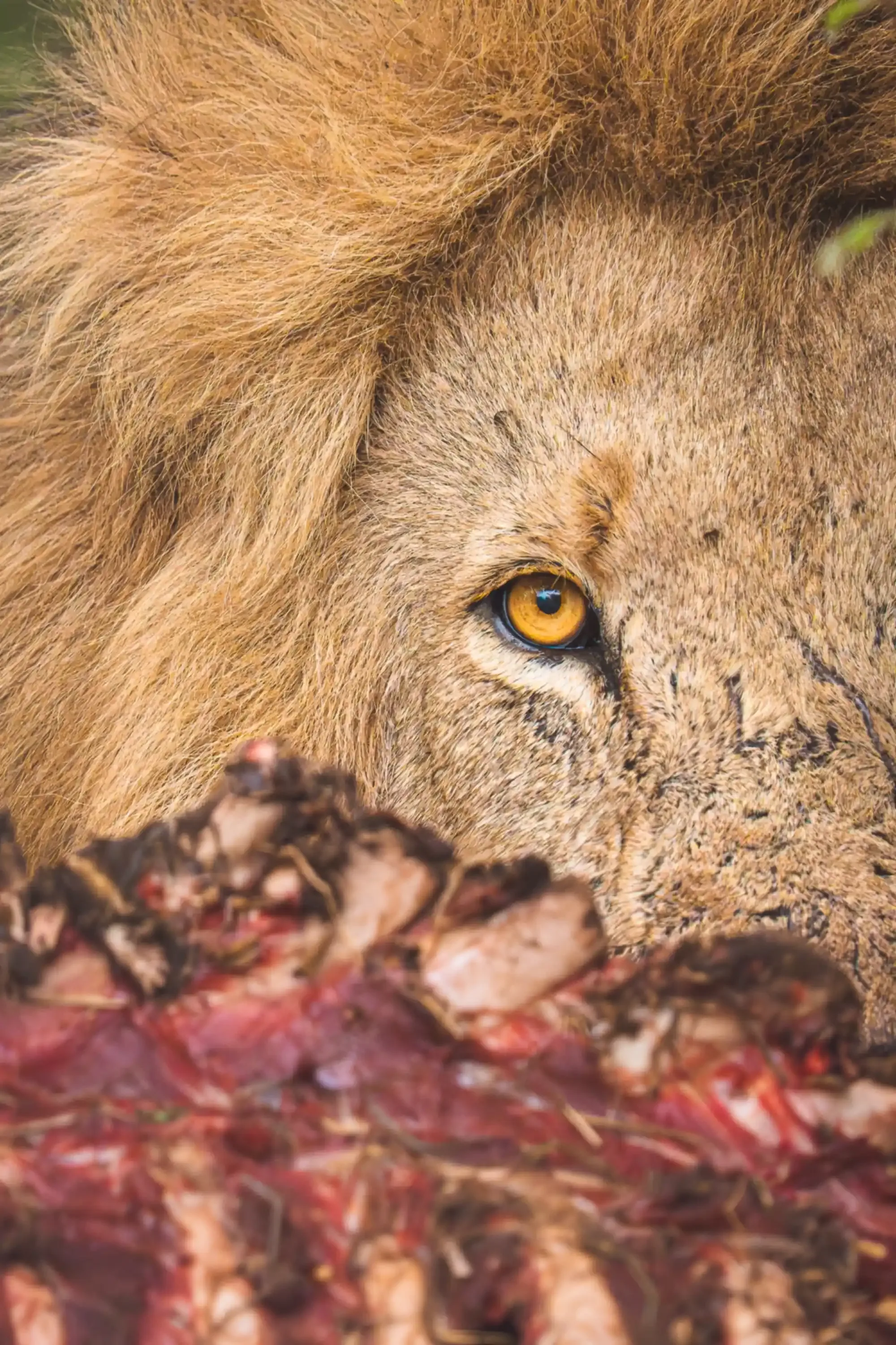 Close portrait of a male lion in the Klaserie bushveld at Nzumba Lodge