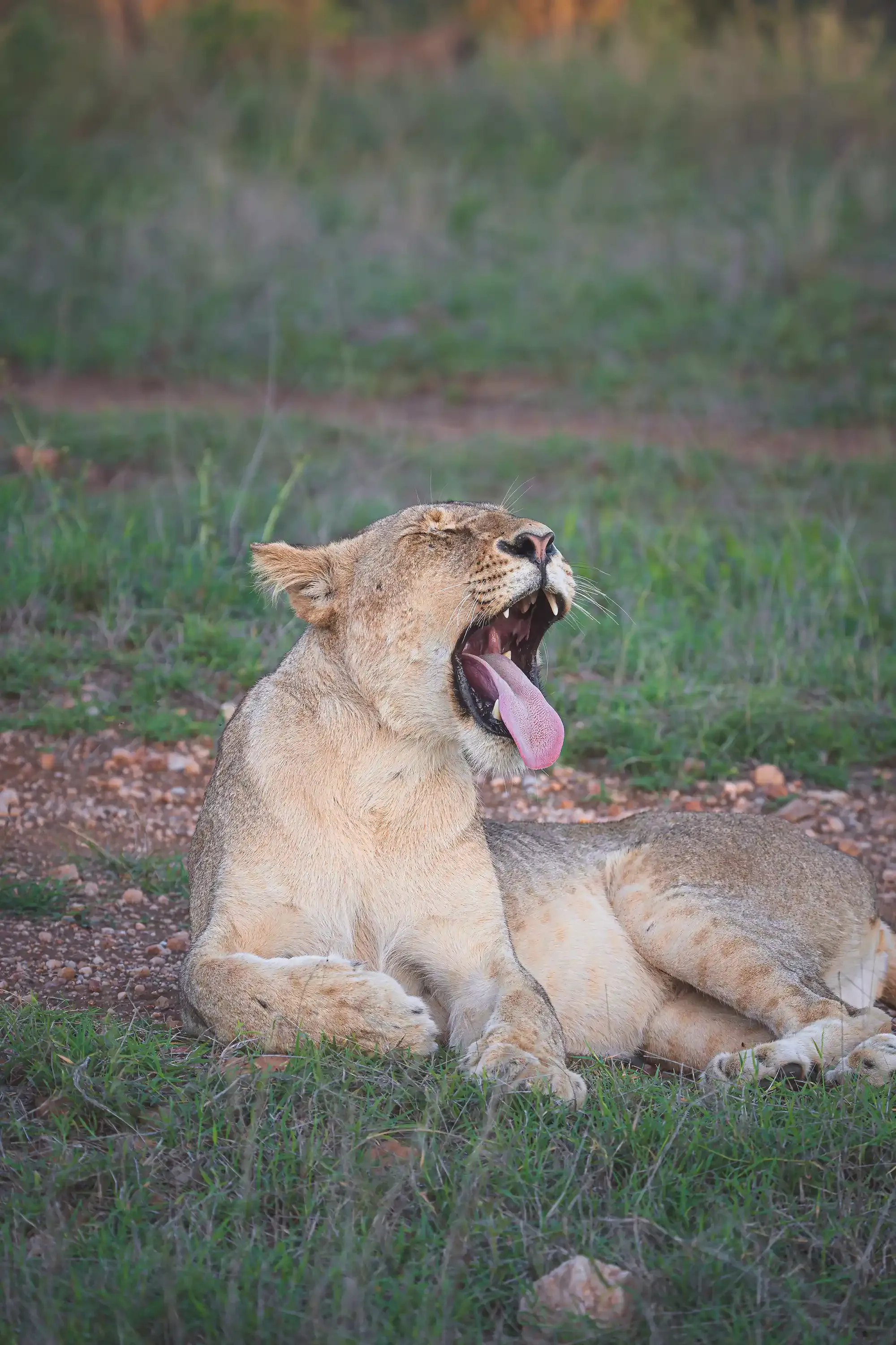 A lion at rest in the Klaserie bushveld — Nzumba Lodge signature wildlife shot