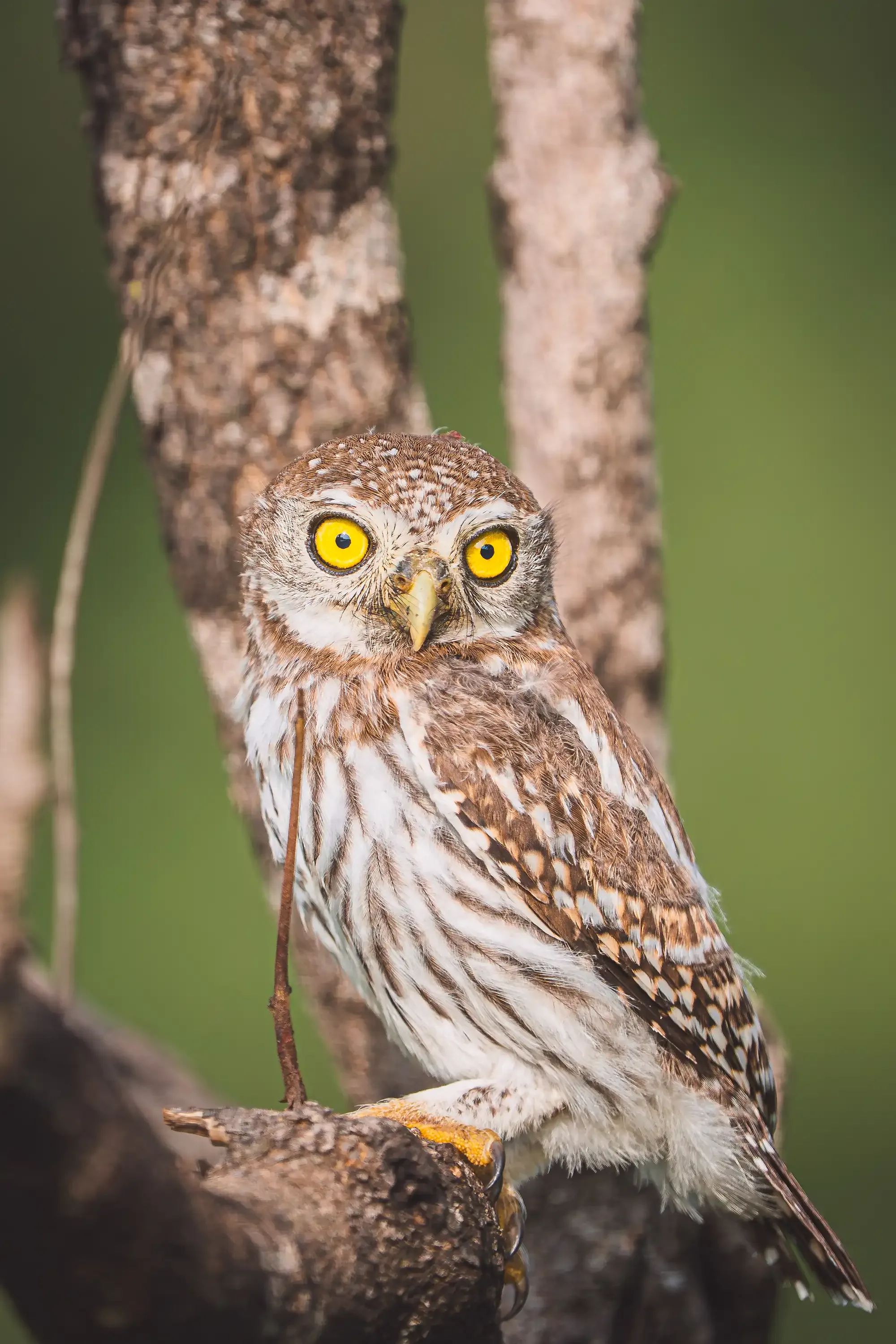 A pearl-spotted owlet in the Klaserie bushveld at Nzumba Lodge