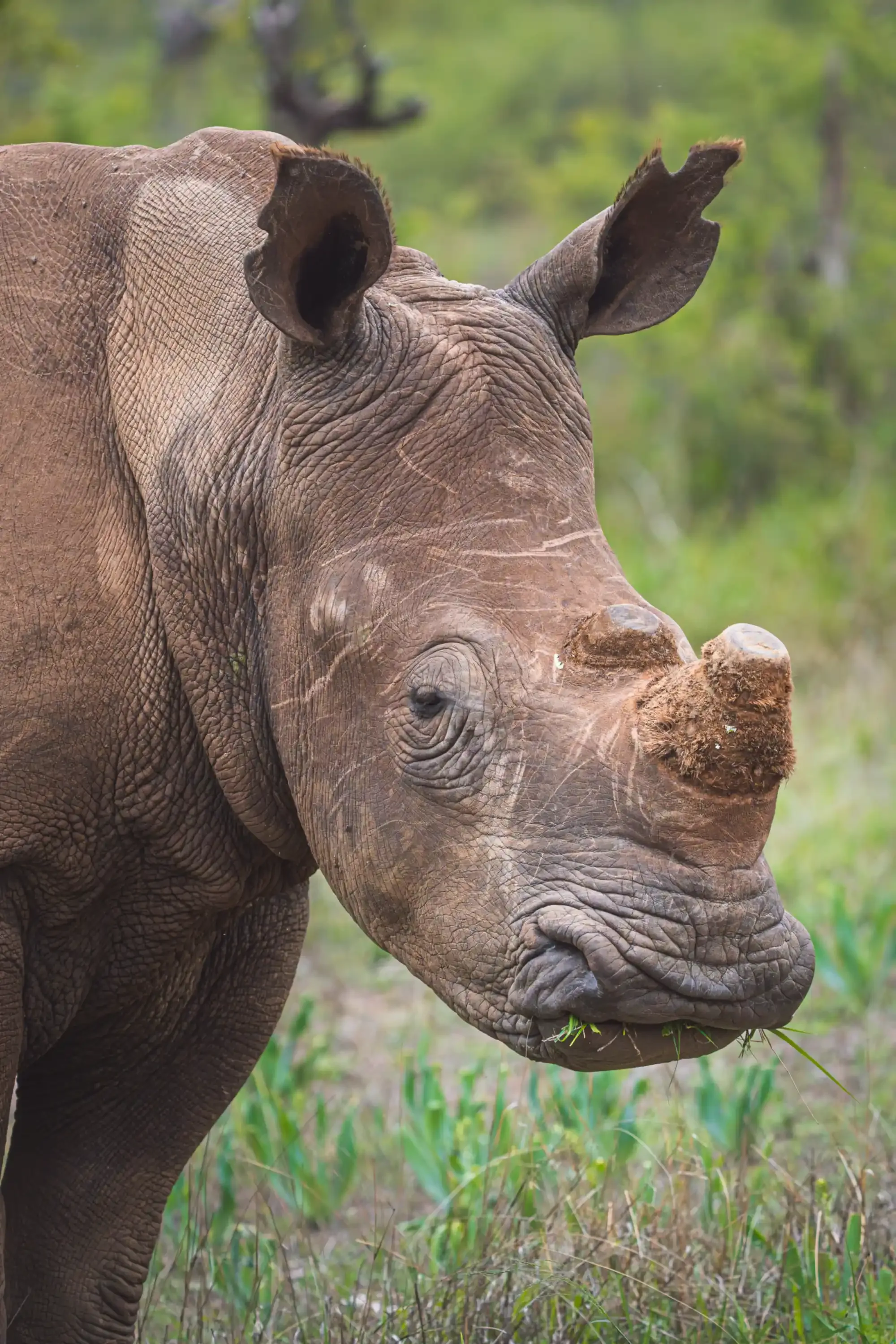 A white rhino in the Klaserie bushveld at Nzumba Lodge
