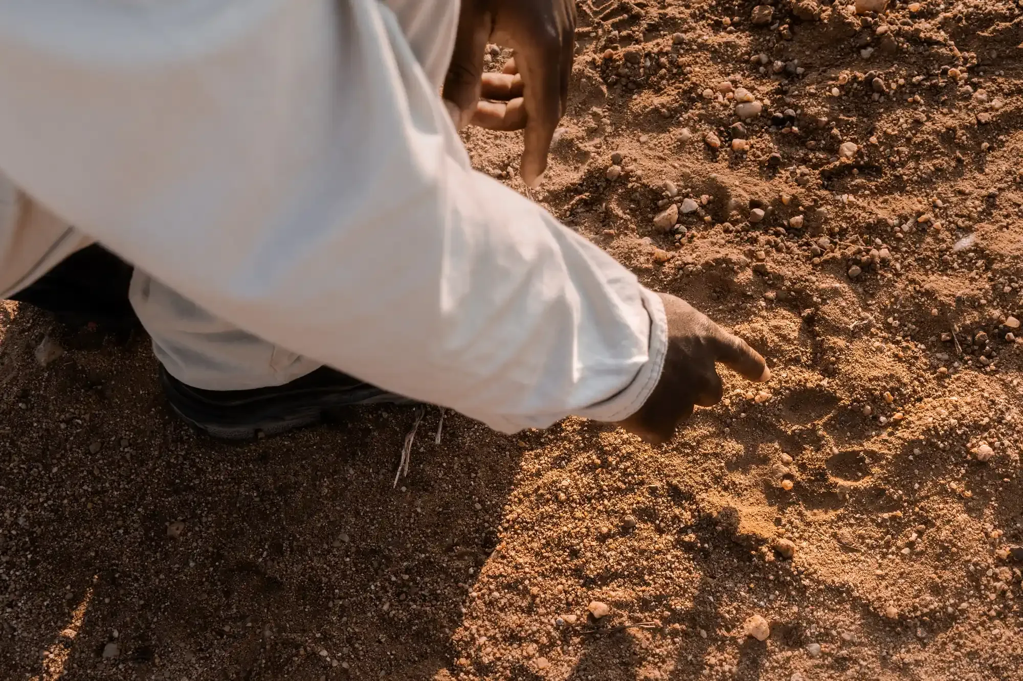 A Nzumba Lodge tracker kneeling to read animal spoor in the Klaserie sand