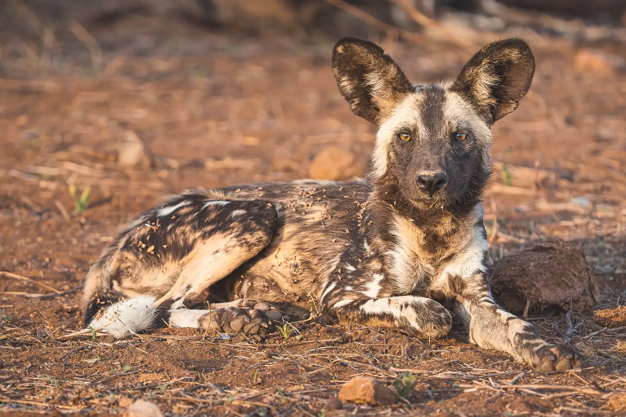 An African wild dog traversing the Klaserie bushveld at Nzumba Lodge